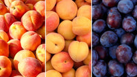 Apricot & Plums