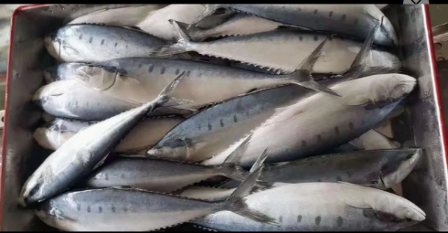 Barracuda