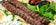 files/Kebab.jpg