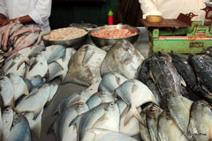 King Fish
