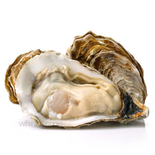 Oysters