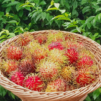 Rambutan