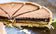 files/SeaSaltCaramelChocolateTart.jpg