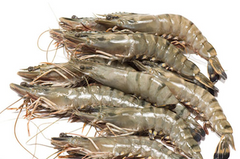 Prawns